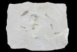 Fossil Crane Fly Larvae and Leaf - Green River Formation #76072-1